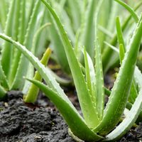 Aloe vera: cómo reproducir esta increíble planta con solo una hoja y tenerla en casa
