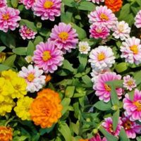 Las plantas perfectas para cultivar en tu jardín esta primavera: color, alegría y fácil cuidado