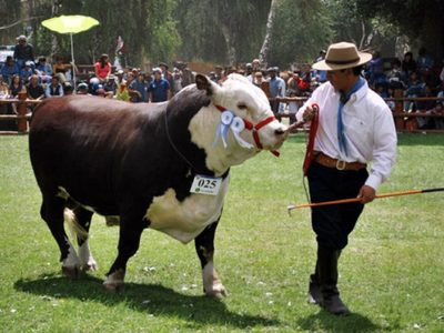 Preparativos finales para la Expo de Bovinos de Neuquén, de manera virtual