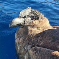 El cóndor rescatado en Traful podría ser liberado en las próximas semanas