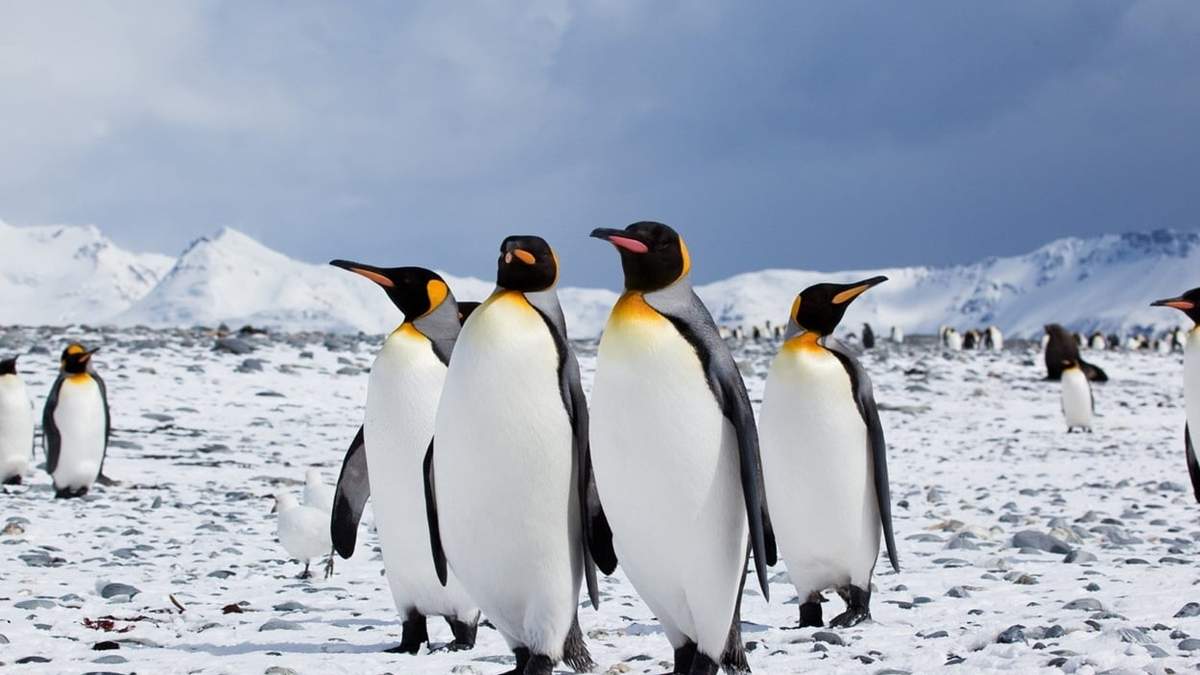 Rescataron un pingüino rey en Vicente López - Imagen ilustrativa