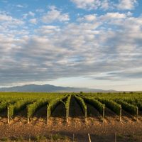 Ciclo virtual sobre vino para fomentar el enoturismo