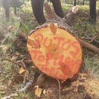 Brigadistas fueron atacados al descubrir a presuntos talamontes en San Miguel Topilejo