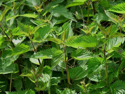 No la arranques de tu jardín: la planta que todos creen inútil y es un súper alimento