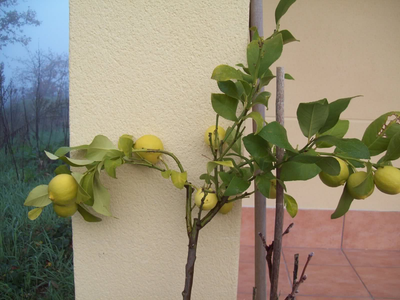 Si a tu limonero se le secan o enrollan las hojas, esto es lo que tenés que hacer con elementos caseros para que no muera