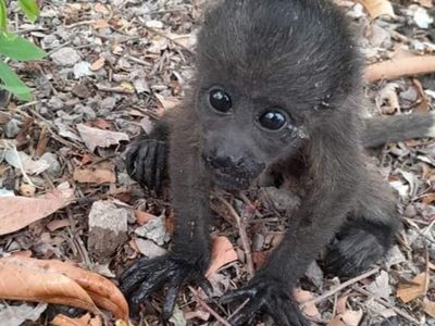Crean protocolo de atención para monos aulladores; ya murieron 148 por el calor