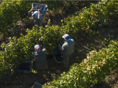 Rechazan por "miserable" la oferta paritaria a vitivinícolas y habrá paro