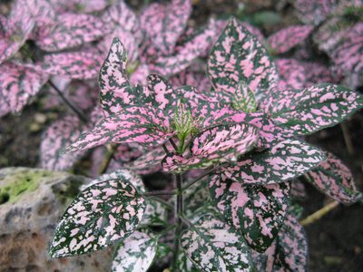 La hermosa planta de interior que viene de varios colores, es muy fácil de cuidar y le dará un toque único a tu casa