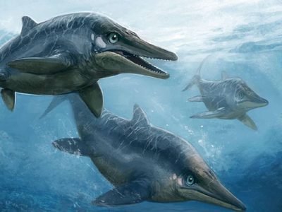 Gran descubrimiento en un glaciar de Chile: encontraron el primer ictiosaurio completo