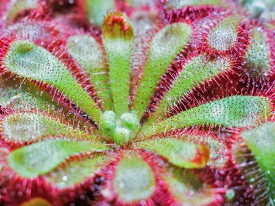 Conocé a la drosera, una planta carnívora de interior con propiedades medicinales