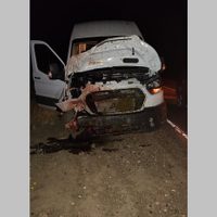 Un caballo saltó e impactó sobre una camioneta que transitaba a un familia sobre la ruta 40