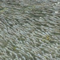 Pequeños peces en México espantan a sus depredadores creando olas