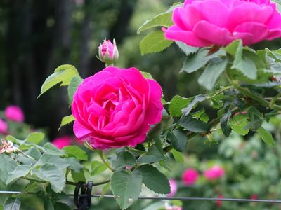 Tomá nota: 2 cosas gratis que podés hacer para mantener tus rosas hermosas y con muchas flores en otoño