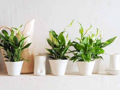 La planta que a pocos les gusta pero que, según el Feng Shui, es la clave para atraer el dinero a tu vida