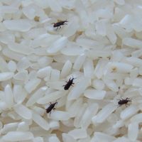 No tires los dientes de ajo que están por dañarse: prepará esta mezcla infalible para eliminar gorgojos en tu cocina