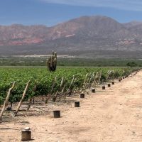 Proyectan construir la bodega más alta del mundo en Catamarca