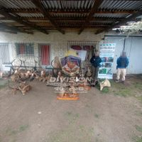 Descubrieron un depósito con restos óseos de fauna exótica y un taller de rellenado de municiones