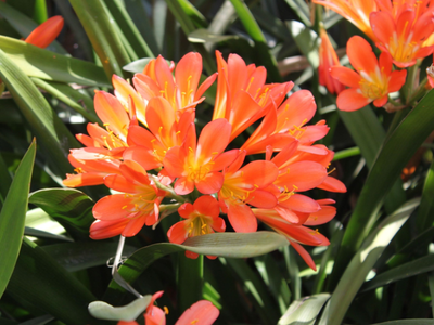 Si tus Clivias crecen lento y no florecen, seguí este consejo para que exploten de flores esta primavera