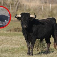 Toro embiste a 12 personas en corrida de fiesta patronal (VIDEO)