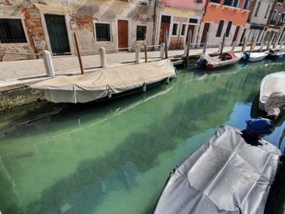 Para la reflexión: agua limpia, peces y cisnes en Venecia