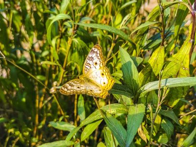 Qué plantas tenés que poner en tus canteros para que tu jardín se llene de mariposas