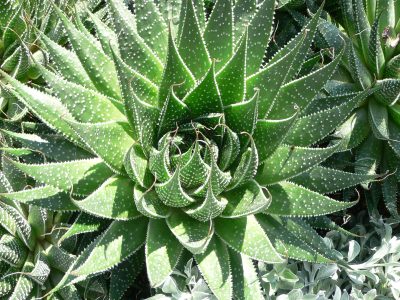 Secretos y consejos para tener una aloe aristata, de las más vistosas suculentas