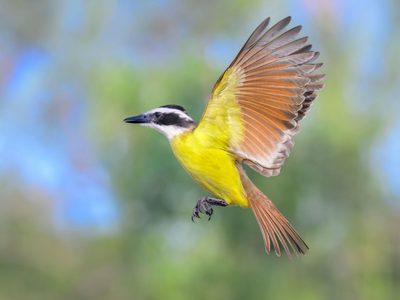 No es la cigüeña: el pájaro que anuncia embarazo cuando canta cerca de tu casa