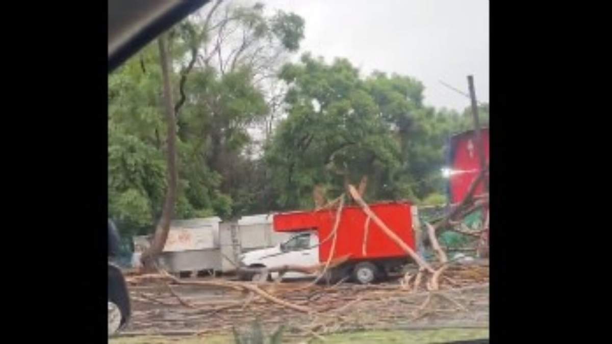 Caída de árboles por las lluvias en CDMX