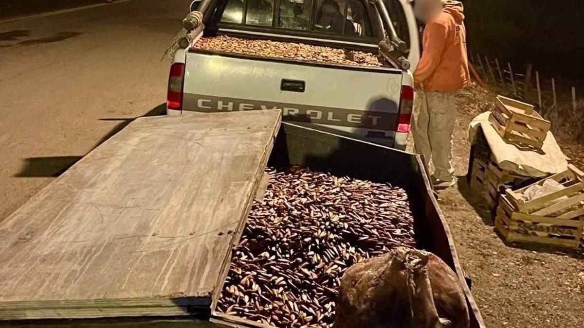 Piñones secuestrados cerca de Junín de los Andes. Fuente: (Dirección Provincial de Fauna)