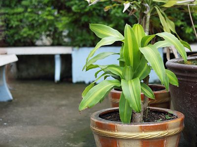 Palo de agua o espada brasileña: el secreto para mantener tu planta de interior verde y exuberante