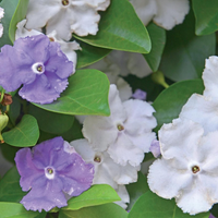La planta más original: así podés reproducir el Jazmín Paraguay, cuyas flores cambian de color