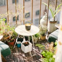 5 plantas "duras para morir": vas a querer tener cualquiera de ellas en tu casa por lo resistentes que son