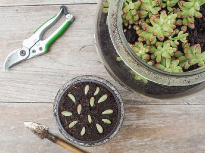 Conocé este truco viverista para reproducir tus suculentas con esquejes y con un poderoso ingrediente que tenés en tu cocina