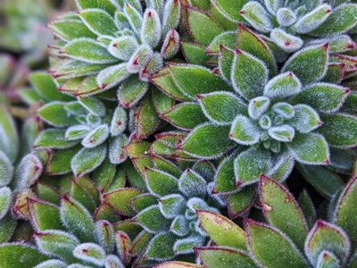 Suculentas: los trucos para que la Echeveria Doris Taylor crezca bella y lozana