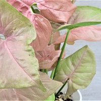 La planta color rosa difícil de matar y que es perfecta para llevar a otro nivel la deco de tu living