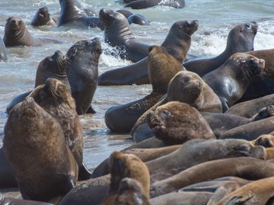 Curiosidades y mitos acerca de los lobos marinos