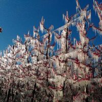 Con heladas: cómo estará el clima hoy en Neuquén