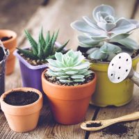 Suculentas: secretos para saber cuándo hay que cambiarlas de maceta