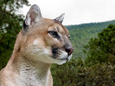 Un puma fue cazado y sacrificado por campesinos en Cacahoatán, Chiapas