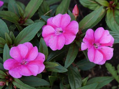 Como las alegrías del hogar, pero más grande: la planta de flores vistosas que exige riego diario