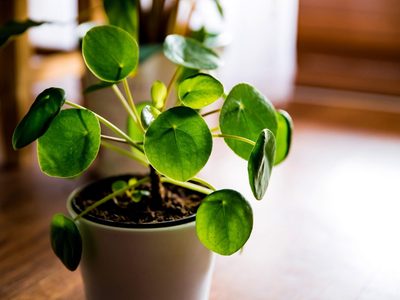 La planta china de la suerte que no puede faltar en tu casa si querés atraer el dinero: cómo cuidarla