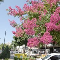 El árbol que da hermosas y llamativas flores y que es ideal para poner en la vereda