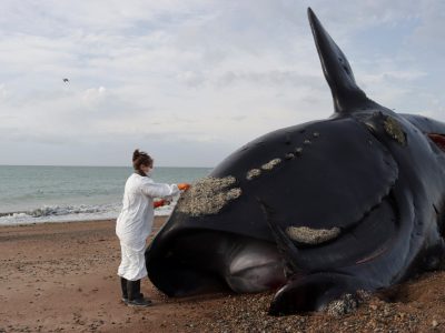 Qué se sabe sobre las 71 ballenas que aparecieron muertas en Península de Valdés