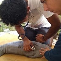 En Chiapas, rescatan una cría de manatí y la trasladan a Tabasco