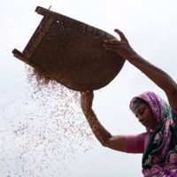 La covid-19 pone de manifiesto la "vulnerabilidad" de los sistemas agroalimentarios: FAO