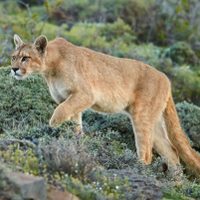 Pánico en Ferri por un puma suelto