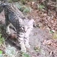 Detectaron la presencia de un gato montés en la Laguna Rosales