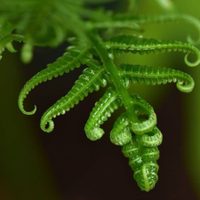 Por qué las hojas de mis plantas se enrollan y cómo evitarlo
