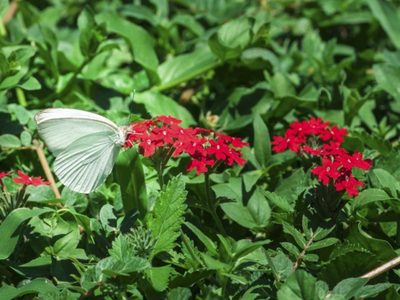 Un espectáculo de la naturaleza: invasión de insectos en Santiago del Estero