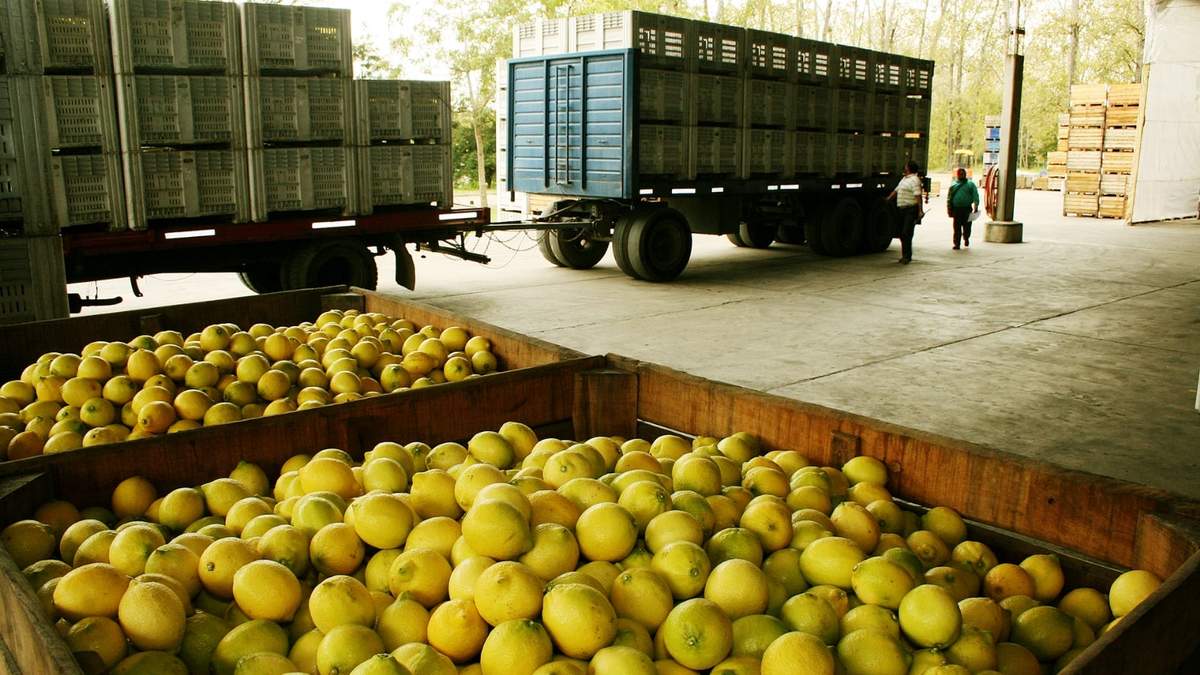 Los limones argentinos están infectados con una peste. (Fuente: Twitter)